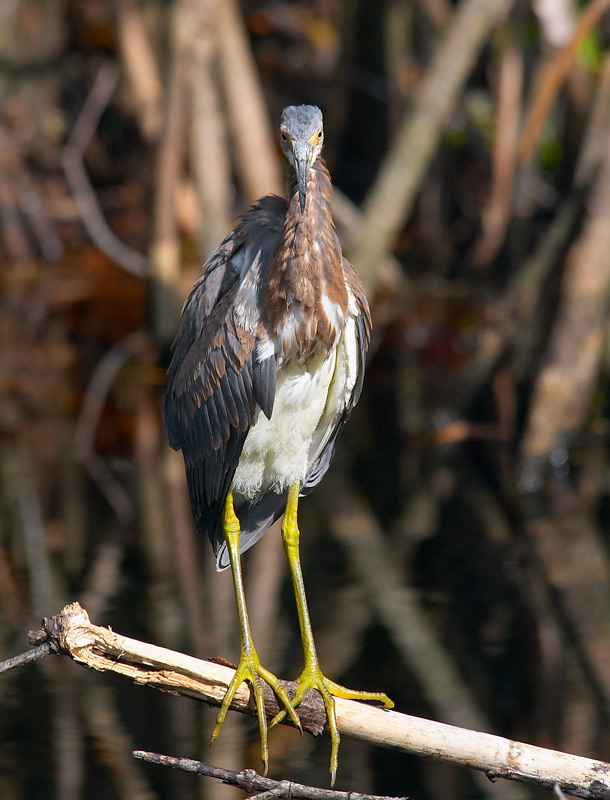 juvenile tricolor heron. looking into the camera