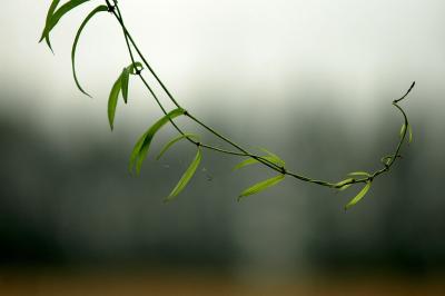 u43/kaijiew/medium/28024850.abstract04.jpg