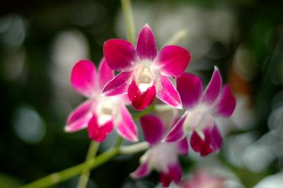 u43/kaijiew/medium/28024851.abstract06.jpg