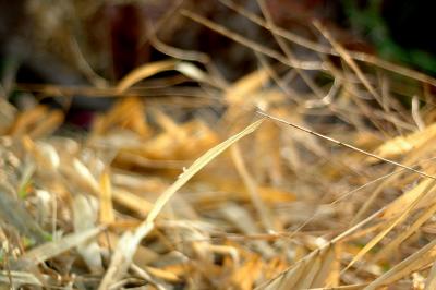 u43/kaijiew/medium/28024861.abstract16.jpg