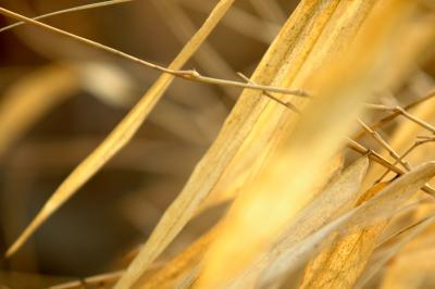 u43/kaijiew/medium/28024866.abstract21.jpg