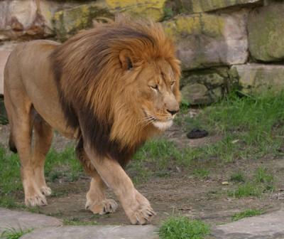 Ft Worth Zoo