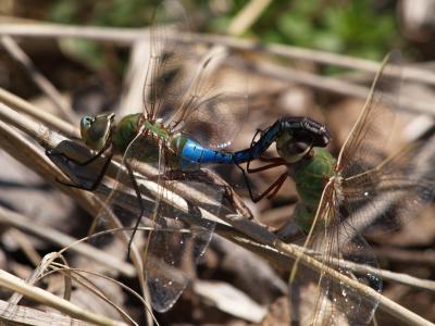 flowers_and_insects