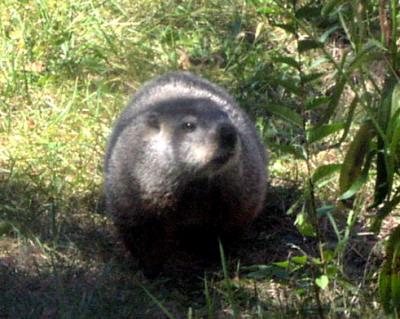 Groundhog9_27_04.jpg