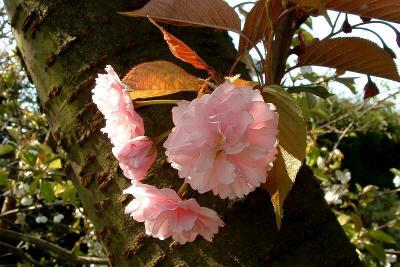 Japanese Cherry Blossem