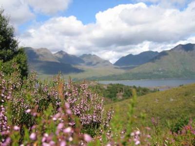 A rest in the heather.JPG