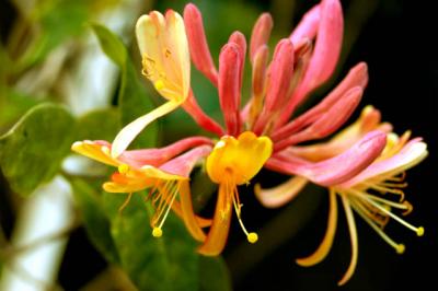 040910 Honeysuckle