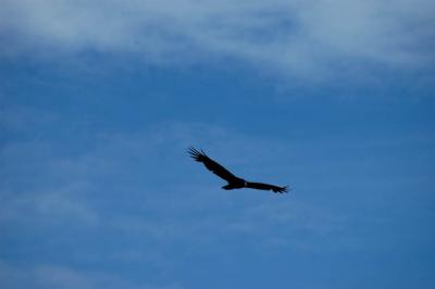 040910 Soaring