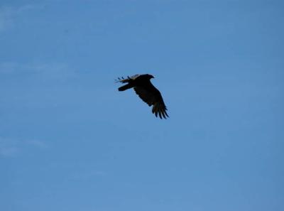 040910 Hawk