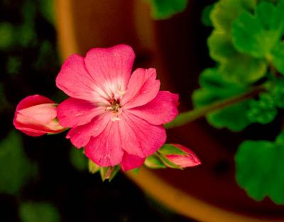 040927 Geranium