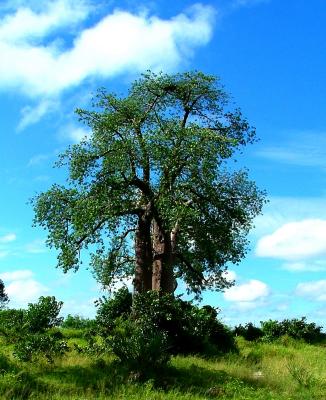 In one translation, Baobab means thousand year old tree 
