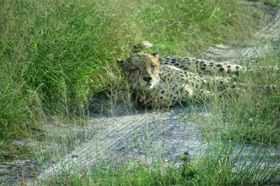 Lucky to find these Cheetah's