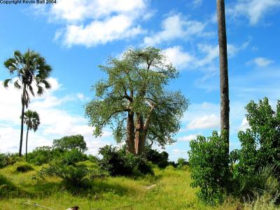 Baobab tree - It takes its name from its longevity