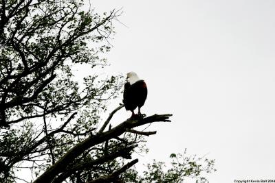 Fish Eagle in flight