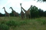 DSCF0766.JPG