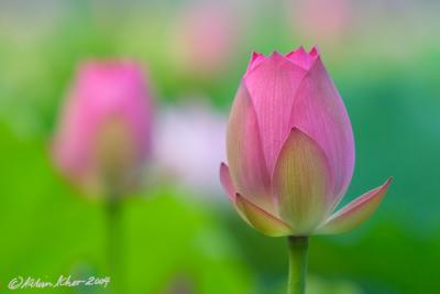 Love at First Sight, Lotus Bud