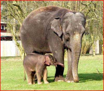 Baby asian elephant born 16.3.04 Whipsnade  Wild  Animal  Park.