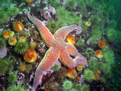 Starfish, Sea Peaches and Urchins