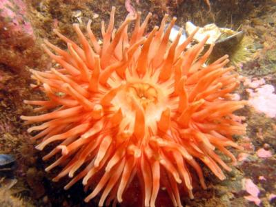 Anemone