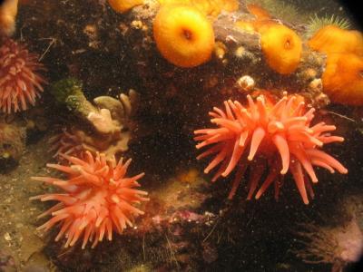 Anemones and Sea Peaches