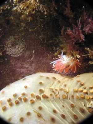 A Red-Gilled Nudibranch next to a Sea Cucumber (bottom) and the egg mass of a Maned Nudibranch (upper left)