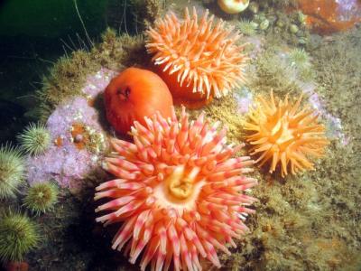 Look!!  More anemones!!!