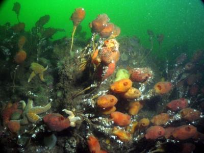 Stalked Tunicates
