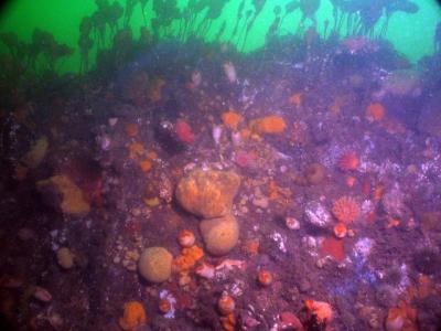 What do I choose to take a photo of?  There is a great variety of life at the low tide dive.