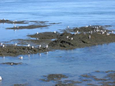 Seagulls near the ferry