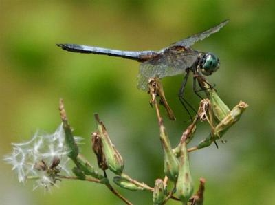 Picture taken at work.
Dragonflies amaze me.