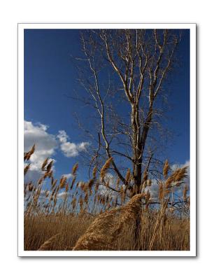 In The Tall Grass