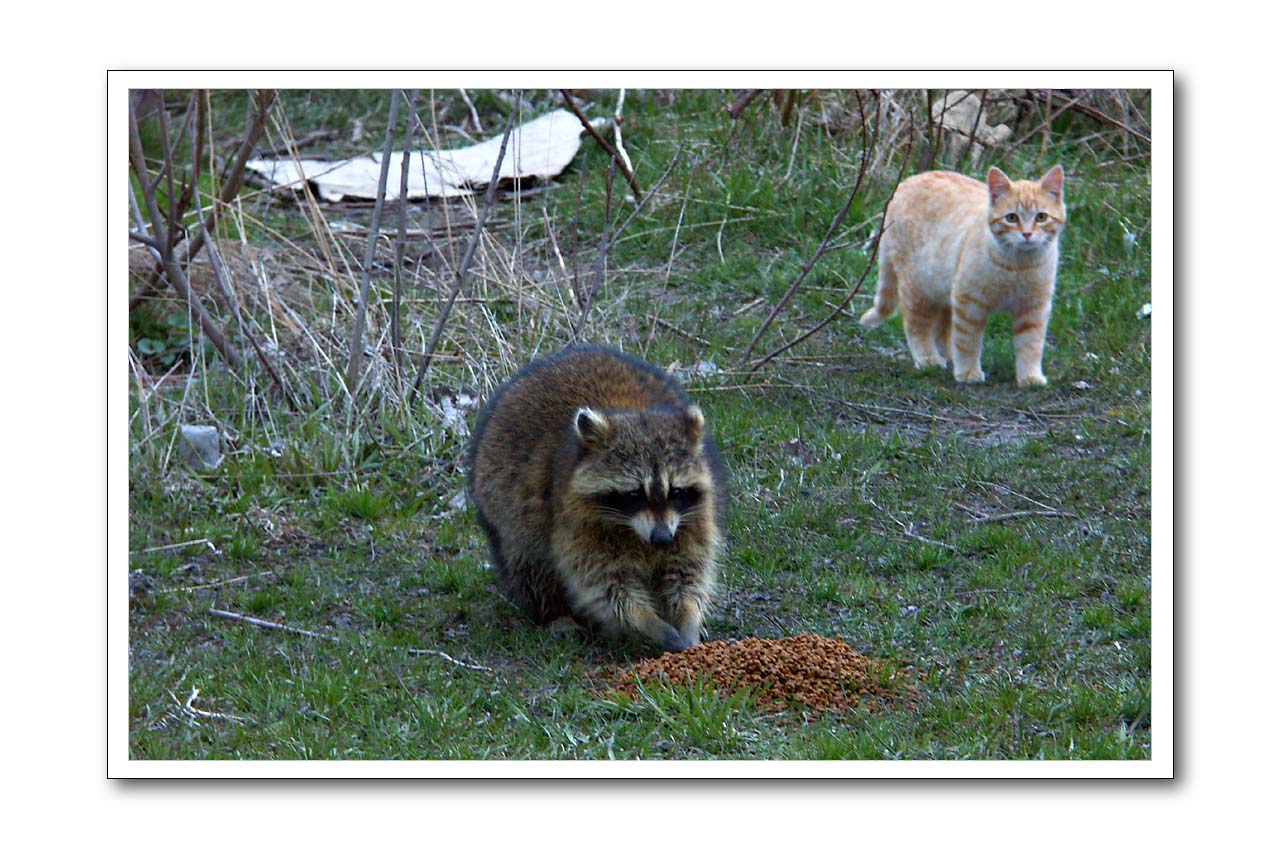 Hey !Thats my food!