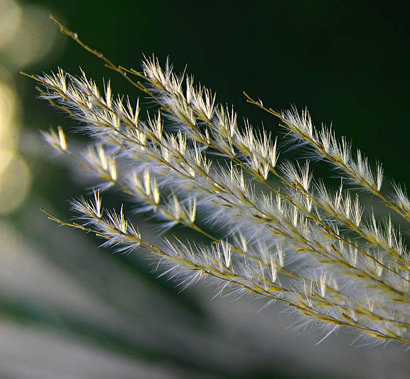 Ornamental Weed