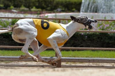 Greyhound Racing - Tampa, FL