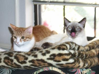 pets0064.jpg