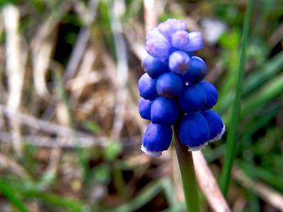 Mountain Bluebell