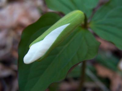 Brushy Creek Preserve - Wildflowers 2004