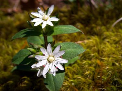 Star Chickweed