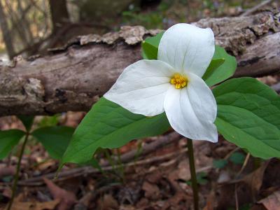 Trillium