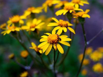 Ragwort in Full Bloom