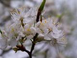 Wild Cherry Tree 