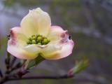 Dogwood 