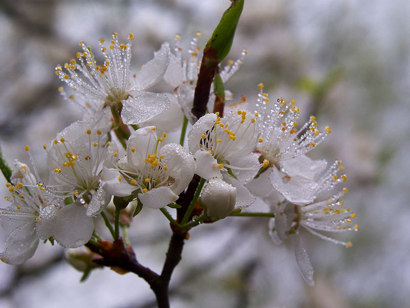 Wild Cherry Tree 