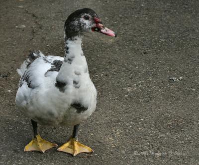 Duck