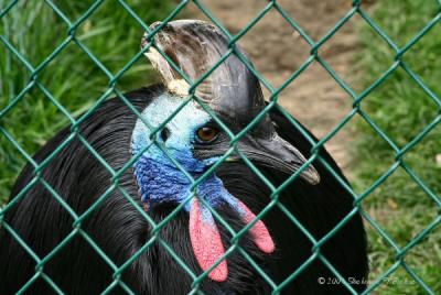 Southern Cassowary