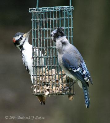 Blue Jay & Hairy Woodpecker Stand-Off