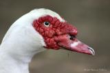 Muscovy Duck