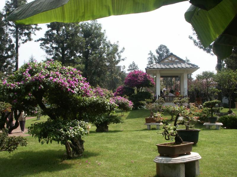 Bonsai section, Grandview Park