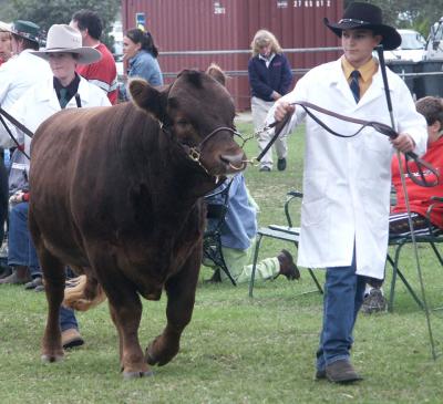 Cattle judging (2003)