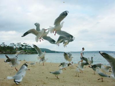 Two dozen gulls and one jogger